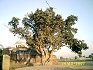 Bor tree to the west of Gurdwara Bhai Bannu (26/12/2007)