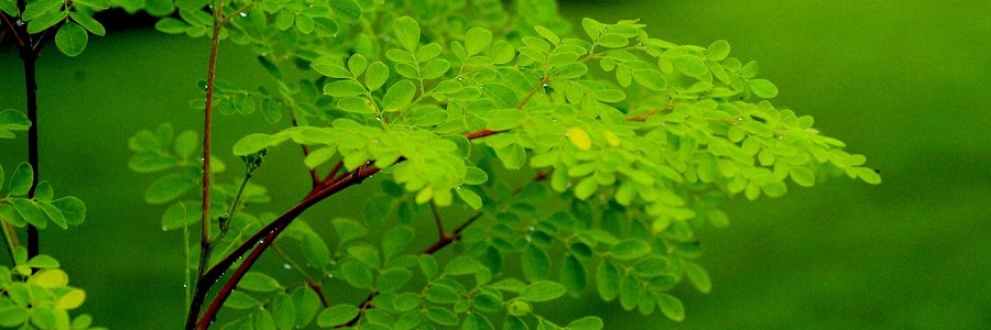 Moringa Oleifera leaves