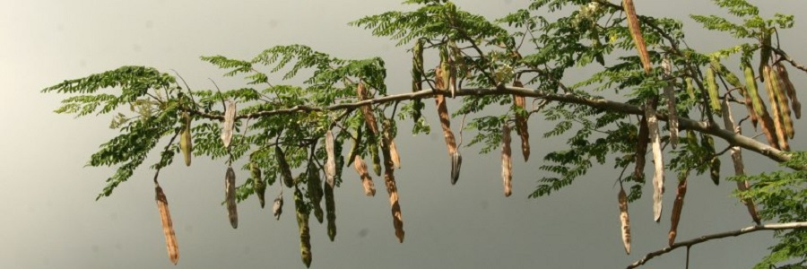 Moringa Oleifera leaves