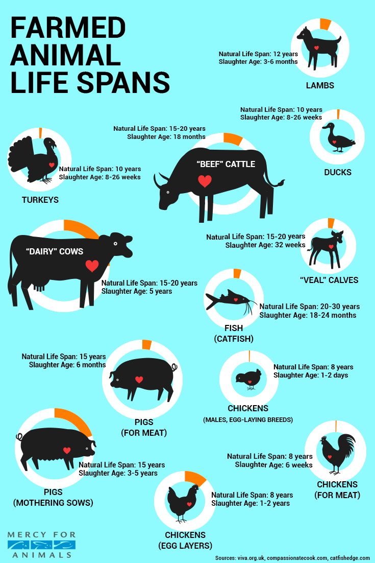 Farmed Animal Life Spans
